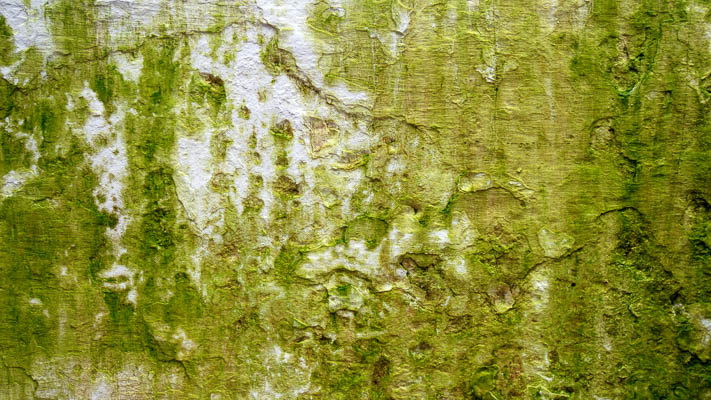 Mold from a leak can look dark, fuzzy or spongy