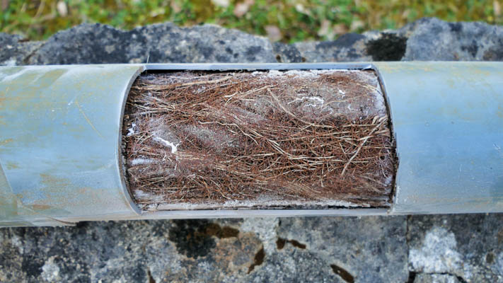 Sewer pipe blocked by tree roots